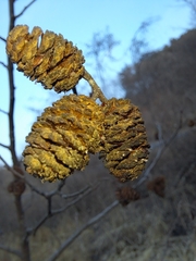 Alnus hirsuta