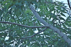 Phylloscopus trochiloides
