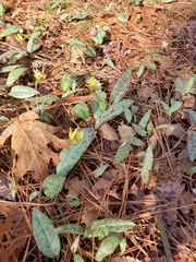 Erythronium umbilicatum