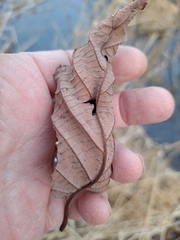 Alnus hirsuta