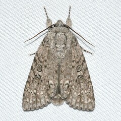 Acronicta impleta