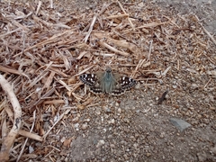 Chirgus bocchoris trisignatus