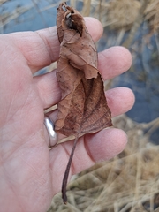 Alnus hirsuta