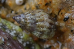 Tritia reticulata