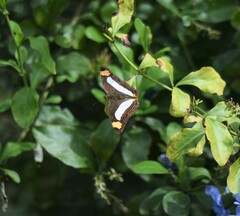 Adelpha iphicleola iphicleola