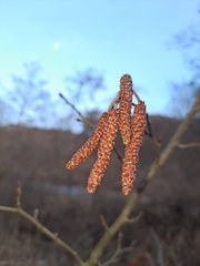 Alnus hirsuta
