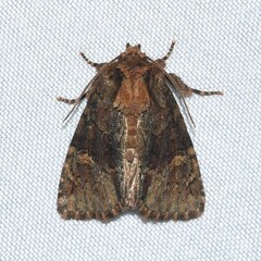 Phosphila turbulenta