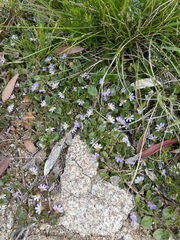 Scaevola hookeri