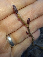 Alnus hirsuta