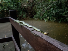 Chrysopelea paradisi