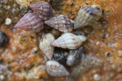 Tritia incrassata