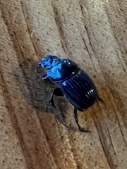 Dichotomius carolinus