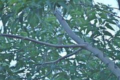 Phylloscopus trochiloides