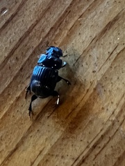 Dichotomius carolinus