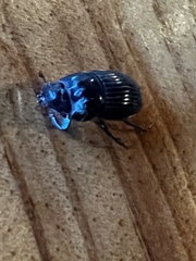 Dichotomius carolinus