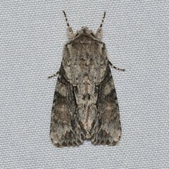 Achatia distincta
