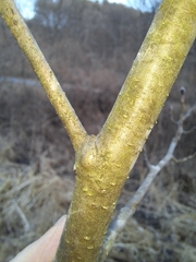 Alnus hirsuta