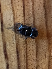 Dichotomius carolinus