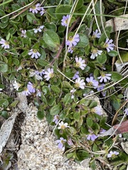 Scaevola hookeri
