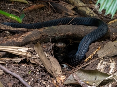 Naja sumatrana