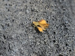 Polites vibex praeceps