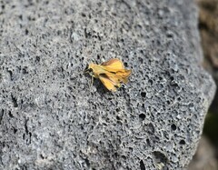 Polites vibex praeceps