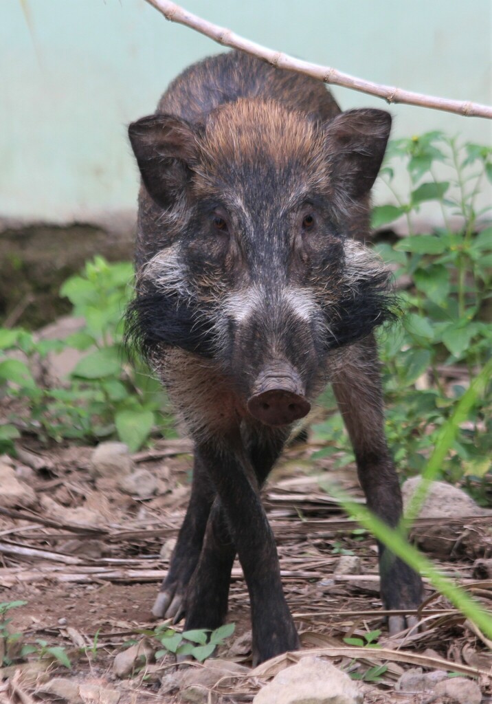 Javan Warty Pig