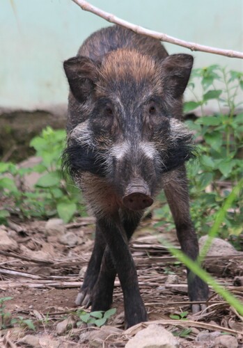 Javan Warty Pig