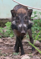 Java Warty Pig photo 3