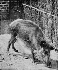 Java Warty Pig photo 5
