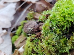 Herzogiella seligeri