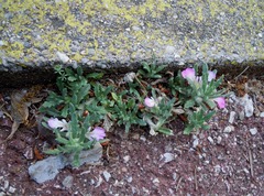 Ajuga iva iva
