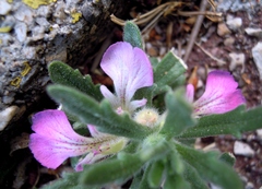 Ajuga iva iva