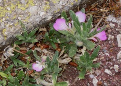 Ajuga iva iva