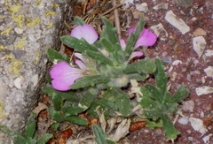 Ajuga iva iva