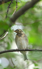 Motacilla alba