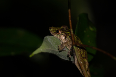 Scinax garbei
