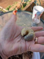Dynastes tityus