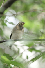 Motacilla alba