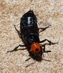 Creophilus lanio