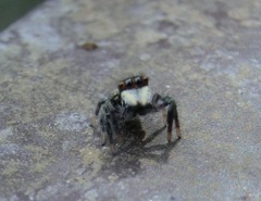 Carrhotus sannio
