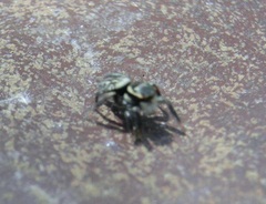 Carrhotus sannio