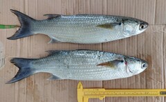 Crenimugil crenilabis