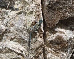 Petrosaurus thalassinus