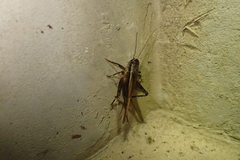Loxoblemmus