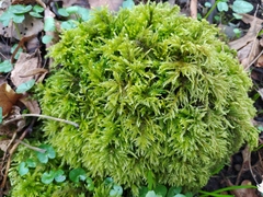 Thamnobryum alopecurum
