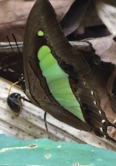 Polyura athamas