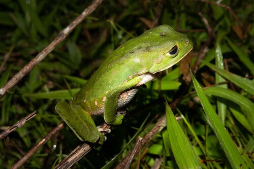 Phyllomedusa chaparroi