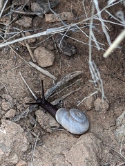 Sonorella allynsmithi
