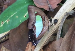 Polyura athamas